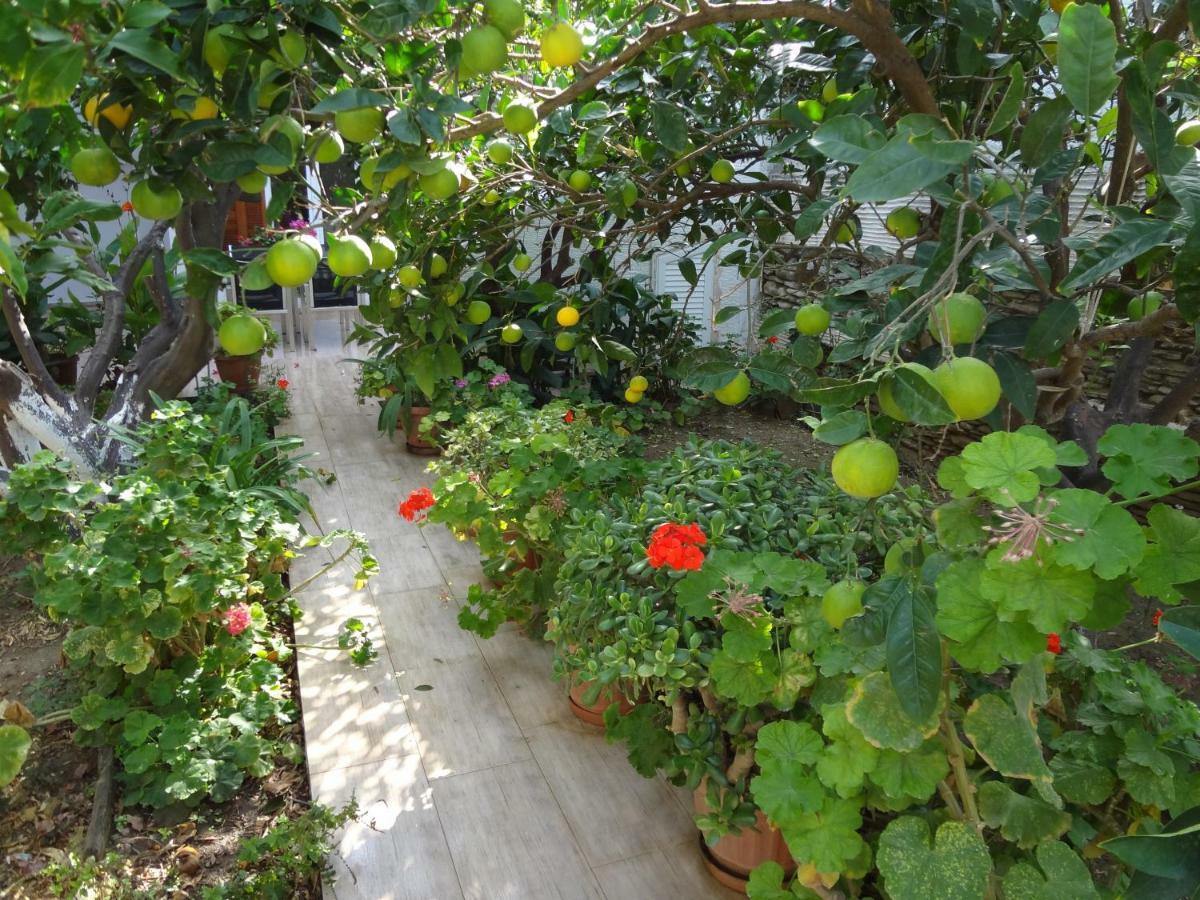 Khónias Cozy Citrus Garden House By The Seaside. 빌라 외부 사진